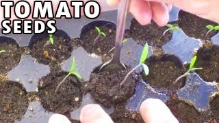 Germinating Tomatoes from seed Sprouting Planting Tomato seeds Peppers under lights [upl. by Einaffets]