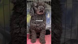 The Quickest Dog Rescue and Return Home dog puppy shorts [upl. by Eelam]