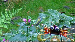 Hummingbird at Turtlehead Flowers 81729024 [upl. by Austin]