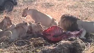 Watch As A Lion Pride Feasts On A Waterbuck For Breakfast [upl. by O'Driscoll]