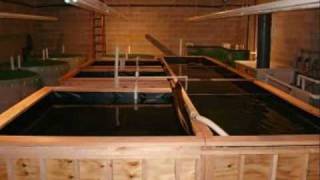 Freshwater Stingray Breeding Facility [upl. by Davy]