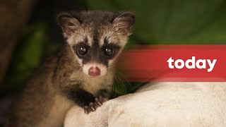 Seen more civets in your neighbourhood recently Here’s what to do [upl. by Anaik]