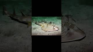 ZapteryxBrevirostris Rhinobatidae Guitarfish [upl. by Sauers]