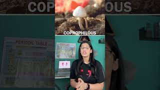 Revision BIO  Ascomycetes Fungi [upl. by Ahsiem]