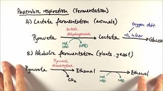 A2 Biology  Anaerobic respiration OCR A Chapter 185 [upl. by Ferren]