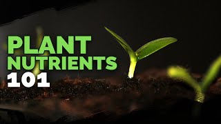 Plant Nutrition 101 All Plant Nutrients and Deficiencies Explained [upl. by Basia]