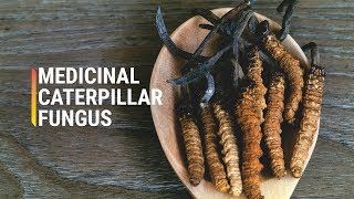 Why Are Cordyceps So Expensive [upl. by Cormac276]