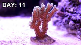 Birds Nest Coral Under LED Aquarium Light Time Lapse [upl. by Onder]