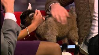 Benjamin the cute goat wees and poos live on TV [upl. by Verdi667]