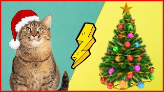 Weihnachtsrezepte für deine Katze  Kochen für Katzen ✅ [upl. by Stauffer568]