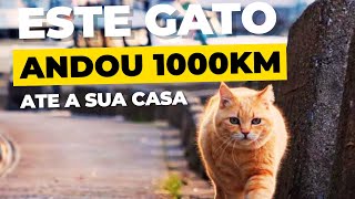 Este Gato Viajou Mais de 1000KM Até a Sua Casa Após se Perder [upl. by Sixla34]