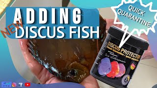 ADDING NEW DISCU FISH TO THE DISCUS TANK  DISCUS PROTECTOR QUICK QUARANTINE  ALENQUER DISCU [upl. by Ennove]