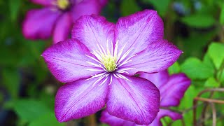 Top 5 Reasons to Grow Clematis [upl. by Behlke]