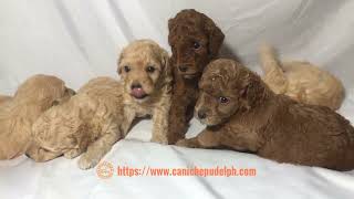 Four week old toy poodle puppies [upl. by Snehpets]