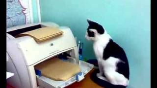 Katze vs Drucker  cat vs printer [upl. by Razec]