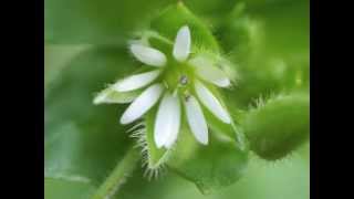 Plant portrait  Common chickweed Stellaria media [upl. by Fleisher]