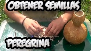 Como Conseguir Semilla De  Calabaza Peregrina  Semillas Organicas  La Huertina De Toni [upl. by Toogood942]