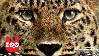 Top 5 Most Endangered Animals [upl. by Lyred691]