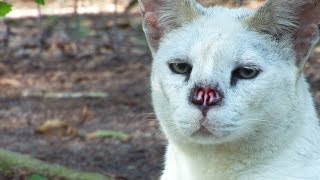 White Serval Nose Surgery [upl. by Leonteen974]