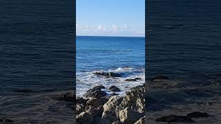 Kaikoura hector dolphins 🐬🐬🐬 newzealand southislandnz nature kaikoura dolphin sea [upl. by Standford412]