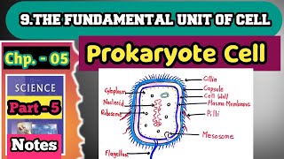 Prokaryote Cell  Structure Of Prokaryote Cell [upl. by Isnyl115]