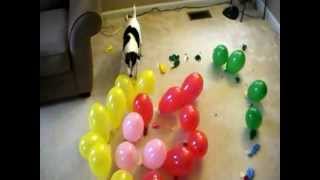 DOG vs BALLOONS V SPIRAL OF DEATH [upl. by Innavoig]