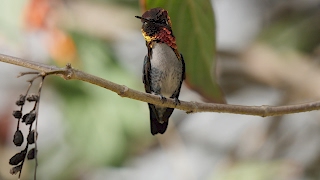 Male Bee Hummingbird [upl. by Ennylyak154]