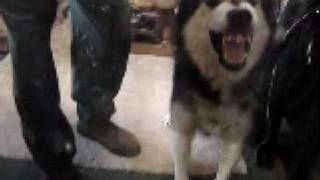 Alaskan Malamute Growl [upl. by Audris]