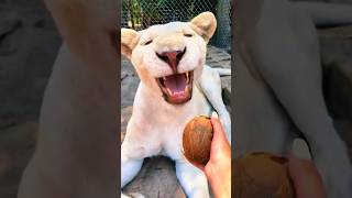 White Lions Try Coconut [upl. by Lombardo]