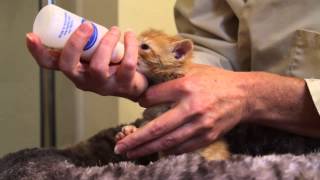 Orphaned Kitten Care How to Videos  How to Bottle Feed an Orphaned Kitten [upl. by Ruomyes624]