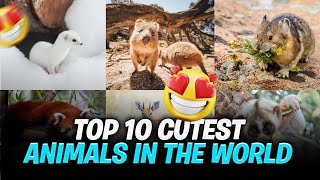 Top 50 Cutest Baby Animals  4K UHD Real  Relaxing Nature Sounds Music Heals the Soul [upl. by Peppard]