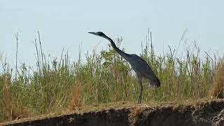 Tricolored Heron Lower Zambezi National Park [upl. by Lach563]