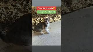 Dhurohet kotelja🐱 kitty adoptme petshopandi tirana albania [upl. by Tymes]