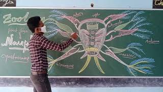 Nauplius larva explained by Biospair [upl. by Anidan]