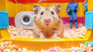 Hamster Takes on Pop It Challenge to Escape the Prison Maze 🐹 Hamster Maze [upl. by Vasileior]