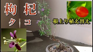 【枸杞 盆栽】クコ 根上り 秋の植え替え Bonsai Lycium Replanting a tree whose roots have grown upwards [upl. by Anialahs437]