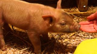 4 Day Old Tamworth Piglets [upl. by Wie689]