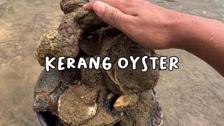 Mencari dan makan kerang tiram di pinggir laut [upl. by Mercedes765]