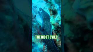 Moray Eel Attack 😱spearfishing fishing fish hunting bassfishing freediving shorts [upl. by Bronny967]