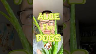 Natural Relief for Itchy Dog Ears Aloe Gel Remedy DIY 🪴🐶💚 [upl. by Weinberg]