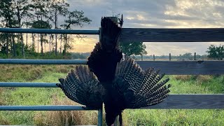 2024 Osceola Turkey [upl. by Lordan939]