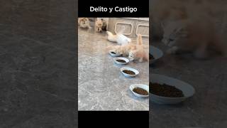 😱 ¡Crimen y Castigo 🐶 ¿Perro o Recogedor de Comida [upl. by Barbarese]