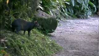 Agouti at Papillote Wilderness Retreat [upl. by Archibold]