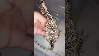 biawak sumbawa  sorts shortvideo biawak [upl. by Auhsohey]