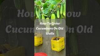 How To Grow Cucumbers On Old Walls usagarden gardening indoorplantingshorts youtubeshorts usa [upl. by Torruella614]