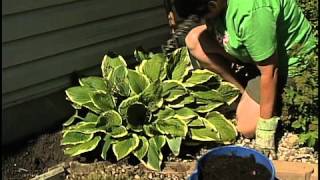 Replanting Hostas [upl. by Pollack]