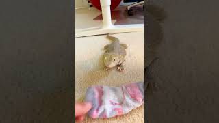 Bearded Dragon Is Obsessed With This One Sock  The Dodo [upl. by Selestina927]