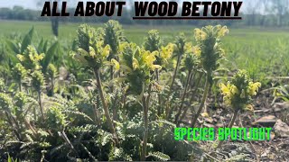 All About Wood Betony  The Sign of a Healthy Habitat [upl. by Liggett]