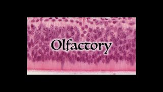 Olfactory Nerve Video  Human Anatomy  Ohio University [upl. by Eirruc]