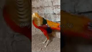 Golden pheasant  top 10 beautiful pheasant in world shorts [upl. by Zzabahs838]